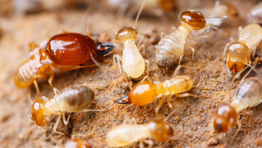 清波辐射区域广阔 覆盖多方面